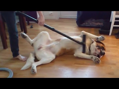 *Try Not To Laugh Challenge* Funny Dogs Fail Compilation | FailArmy