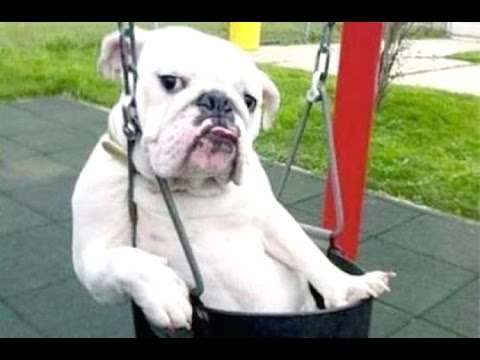Funny Dogs - A Funny Dog Videos Compilation 2015