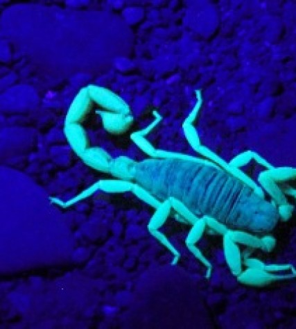 Frau verliebt skorpion ist wenn Wie zeigt